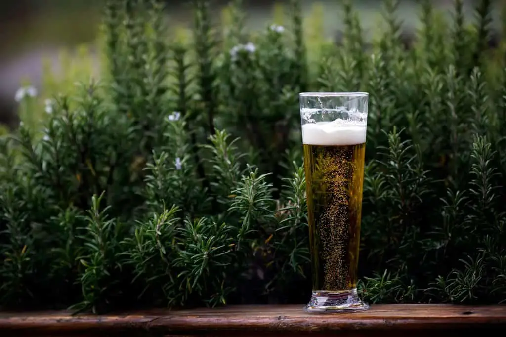 Tall clear glass filled with golden beer in front of bush